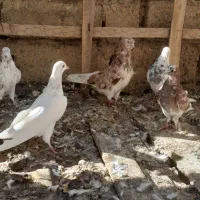 کبوتر|پرنده|نقده, |دیوار