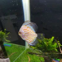 دیسکس سالم|ماهی|زابل, |دیوار