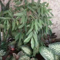 میز و صندلی