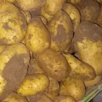 سیب لوکس درجه یک