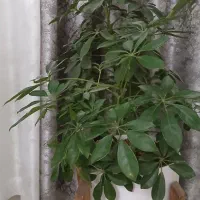 فروش گلهای خانگی سر حال|گل و گیاه طبیعی|کرمانشاه, |دیوار