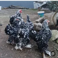 برهما بلک متلد جوان