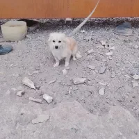 واگذاری سگ|سگ|فشاپویه, |دیوار