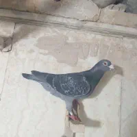 کفتر