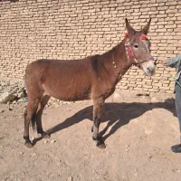 قاطر فروشی خیشو