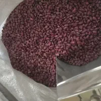 لوبیا قرمز.ارگانیک بهترین محصول درجه یک به شرط پخت