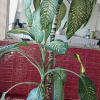 گل دیفن 2متری