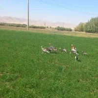 بوقلمون نر و ماده|حیوانات مزرعه|الشتر, |دیوار