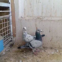 کفتر سارچینی و دس پر