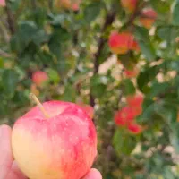 سیب|خوردنی و آشامیدنی|حسین آباد, |دیوار