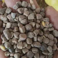 هلر،لوبیا،گاودانه،گرگرو،سنگینک