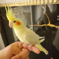 عروس هلندی دستی