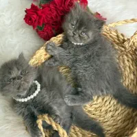 تنها مجموعه‌ گربه‌ در اهواز (پرشین/اسکاتیش/بریتیش)|گربه|اهواز, کیانپارس |دیوار