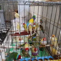 28عدد فنج گلدین زرد و سبز|پرنده|قم, حنیف نژاد|دیوار