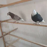 دوتاگرفتنی عالی جفتش ۴۰۰|پرنده|پاکدشت, پاکدشت (مامازند)|دیوار