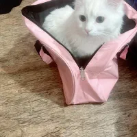 گربه نر پرشین