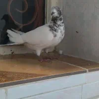 کبوتر زوردار