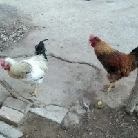 خروس|حیوانات مزرعه|بروجرد, |دیوار