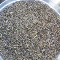زیره سیاه کوهی کرمان