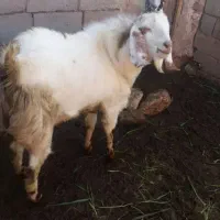 بزغاله بزری وارداتی|حیوانات مزرعه|میان جلگه, |دیوار