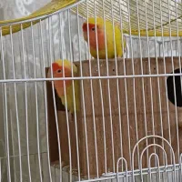 طوطی برزیلی یک جفت|پرنده|زنجان, |دیوار