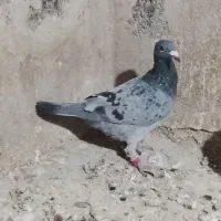 کفتر صید|پرنده|تایباد, |دیوار