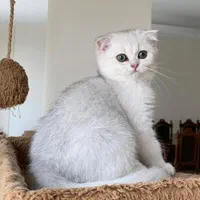 مجموعه گربههای اصیل (اسکاتیش/پرشین/بریتیش)|گربه|اصفهان, جلفا|دیوار