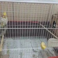 طوطی عروس|پرنده|گنبد کاووس, |دیوار