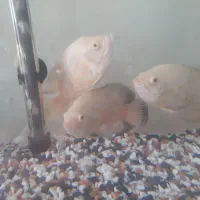 ماهی اسکار سفید|ماهی|گرگان, |دیوار