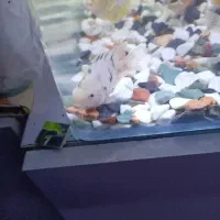 فروش آکواریوم 56سانت مدل شیشه خم با ماهی|ماهی|کرمانشاه, |دیوار