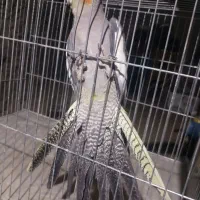 عروس هلندی|پرنده|میاندوآب, |دیوار