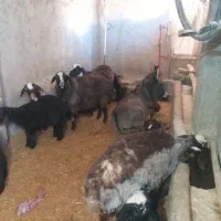 کره الاغ ماده|حیوانات مزرعه|کمیجان, |دیوار