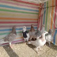 کبوترنامه بر|پرنده|کنگاور, |دیوار