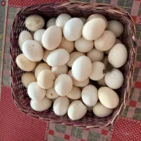 تخم مرغ بومی