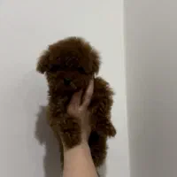 تاینی توی پودل دارک رد دوسر وارداتی