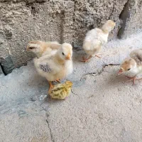 جوجه کشی آسان بافیبر کم مصرف دقیق وتست شده|ماشینآلات صنعتی|یاسوج, |دیوار