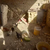 گلین|حیوانات مزرعه|فامنین, |دیوار