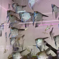 ماهی اکواریوم پروانه بار جدید شارژ شد|ماهی|مشهد, هدایت|دیوار