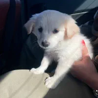 واگذاری توله سگ