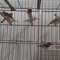 فیج ومرغ عشق