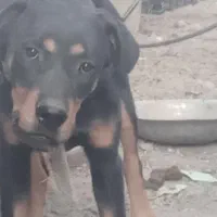 سگ رووت فایلدرماده|سگ|جیرفت, |دیوار