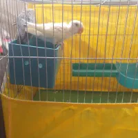 جوجه طوطی برزیلی دونخور