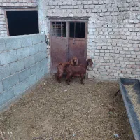 کولار پاکستانی