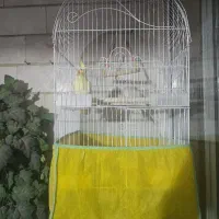 عروس هلندی