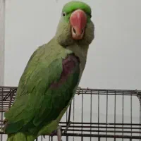 فروش طوطی