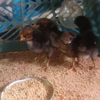 جوجه لاری|حیوانات مزرعه|سجاس رود, |دیوار
