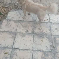 سگ پا کوتاه