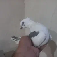 کبوتر بوشهری ویک نر پاکستانی|پرنده|کاکی, |دیوار