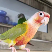 گرینچیک