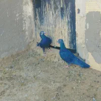 کبوتر|پرنده|زاهدان, |دیوار